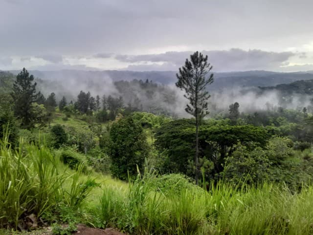 Misty green hills above Port Antonio, Jamaica — the Caribbean roots of Bornfidis